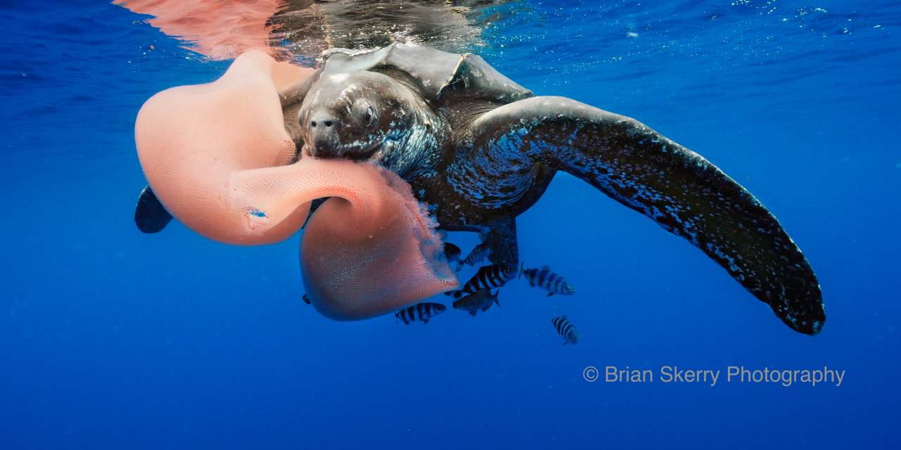 The Importance of Champion Turtles The Leatherback Trust